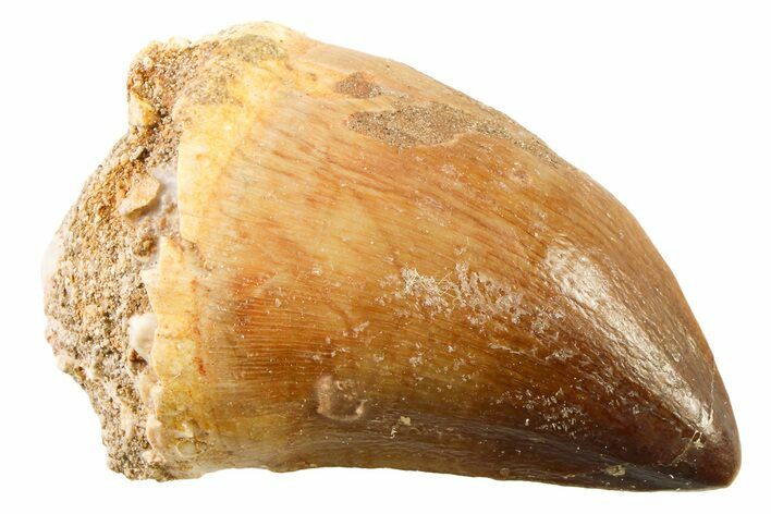 Fossil Mosasaur (Thalassotitan) Tooth - Morocco #341522
